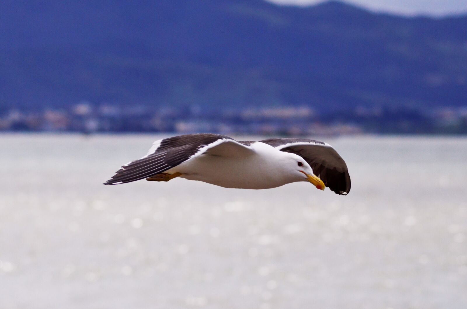 Nikon D7000 sample photo. Seagull, s o jos photography