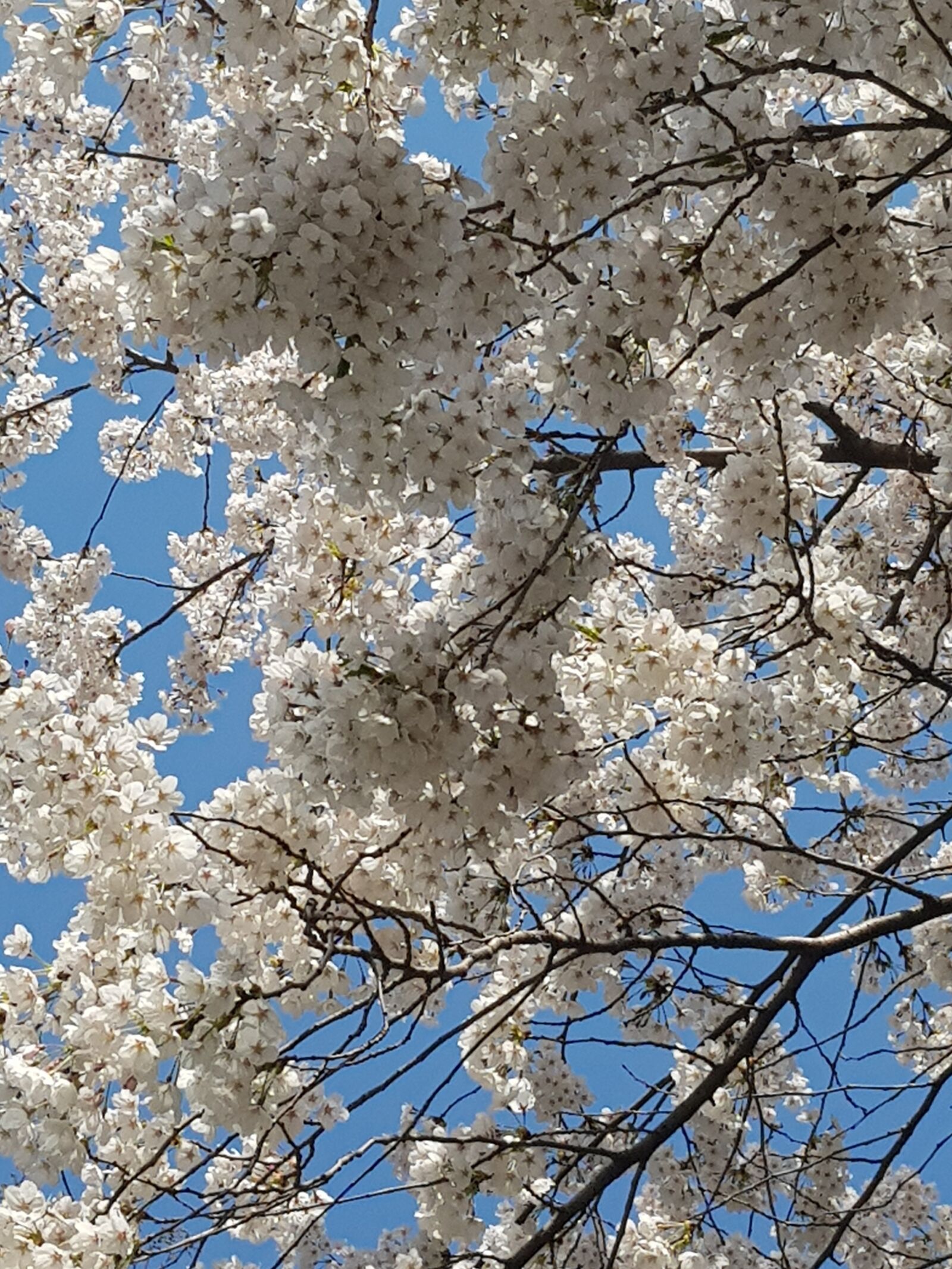 Samsung Galaxy S8+ sample photo. Beoc flowers, sky, flock photography