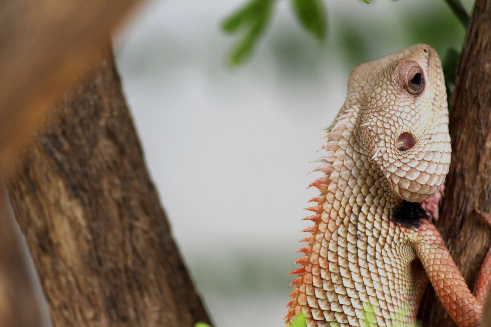 Canon EOS 700D (EOS Rebel T5i / EOS Kiss X7i) sample photo. Animal, blur, chameleon, close photography
