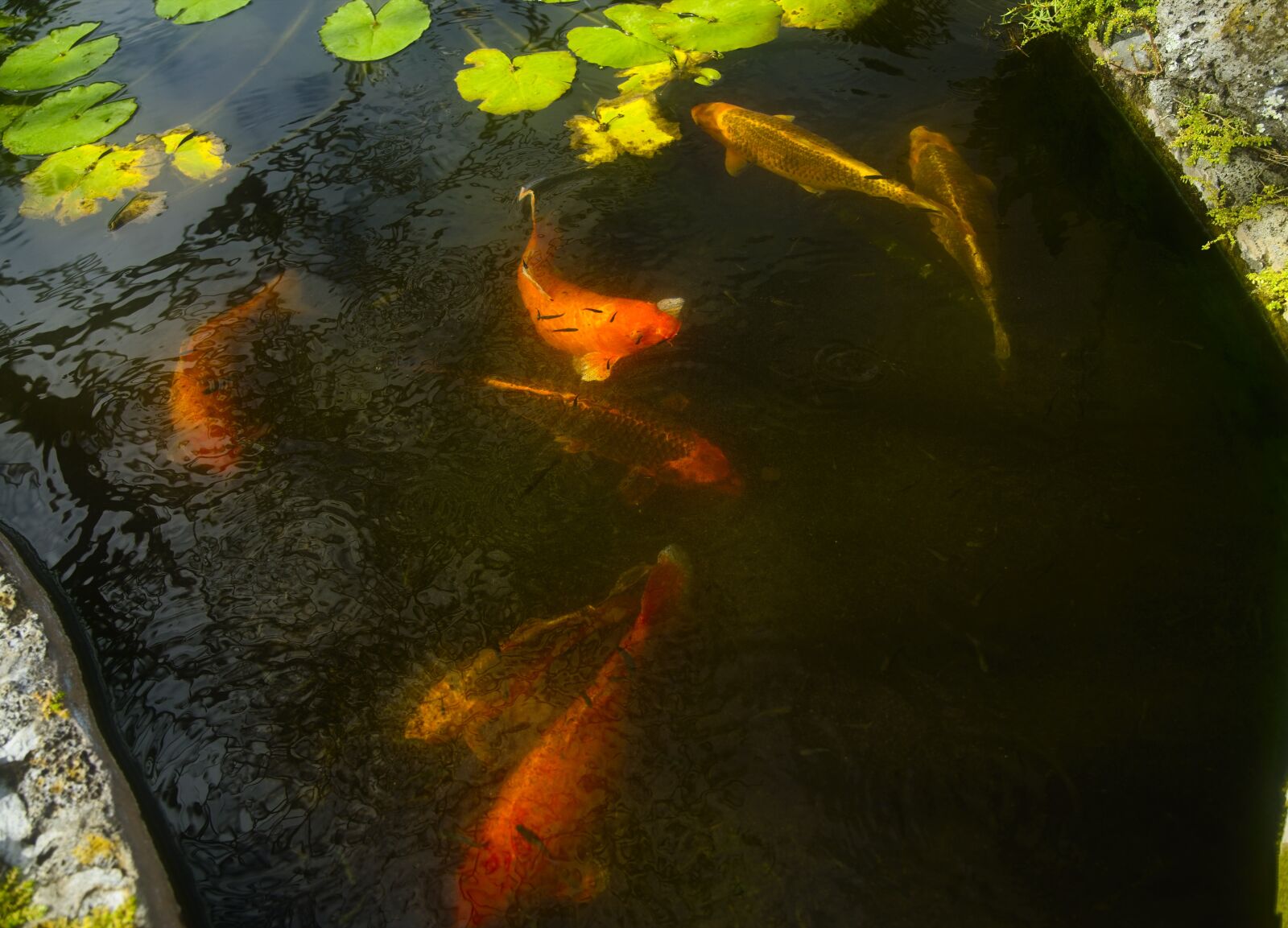 Sony a7 III sample photo. Fish, sunlight, koi photography
