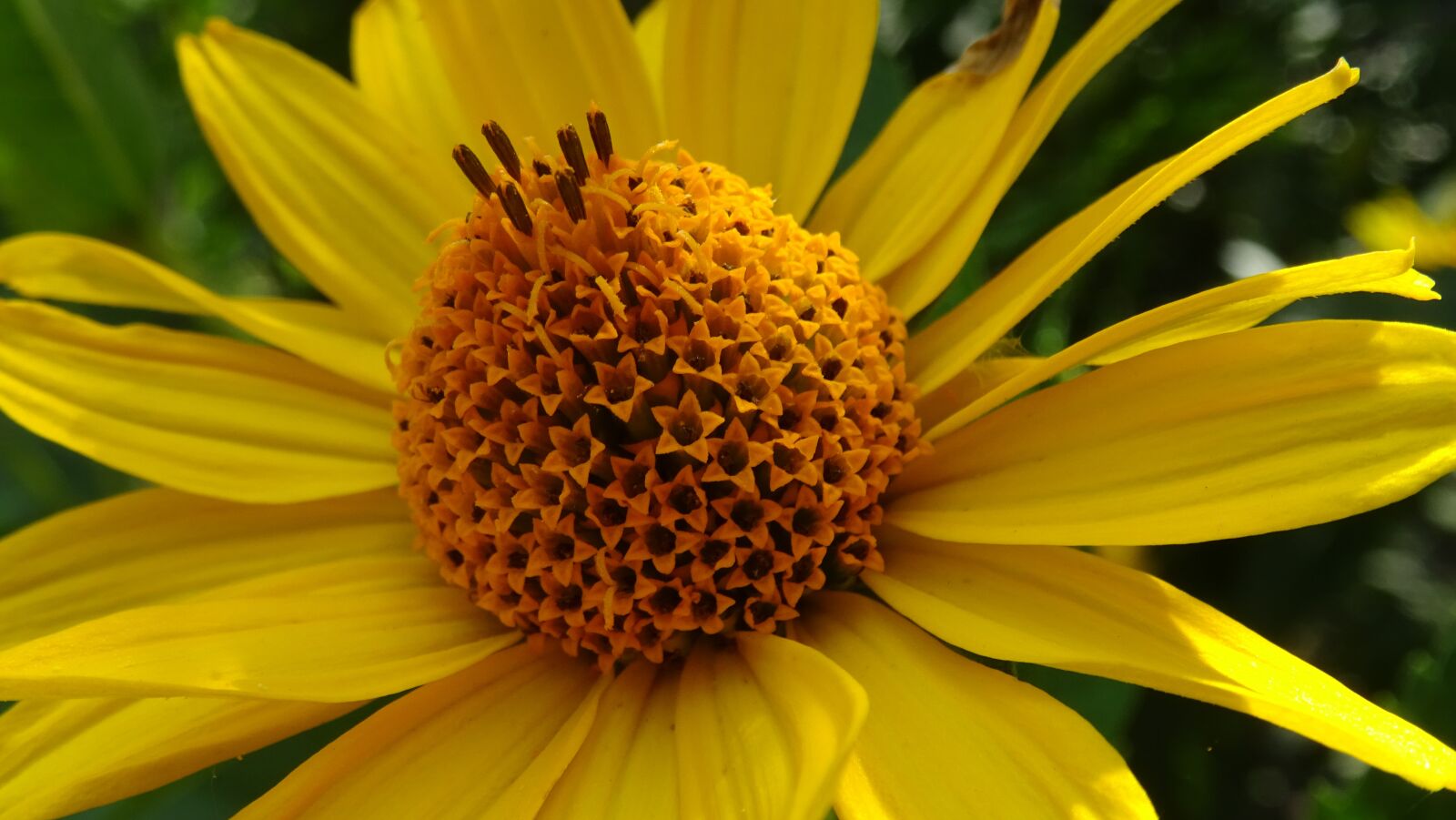 Sony DSC-HX60 sample photo. Flower, flora, macro photography