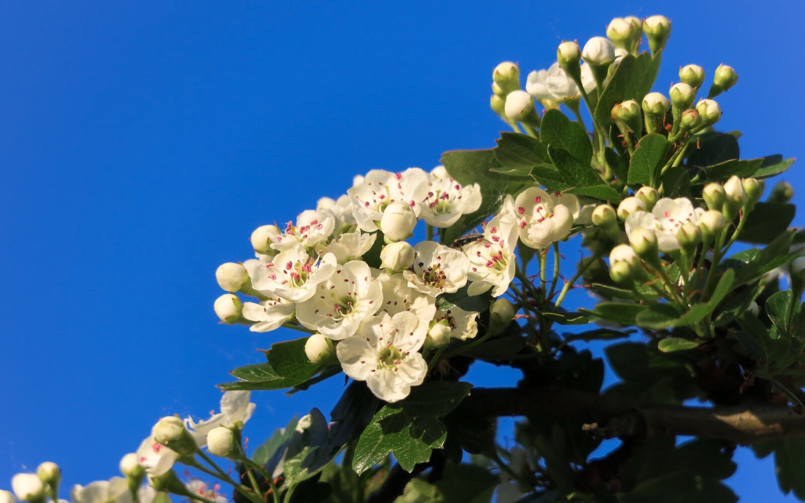 Canon PowerShot G3 X sample photo. Hawthorn, hawthorn flower, flowers photography