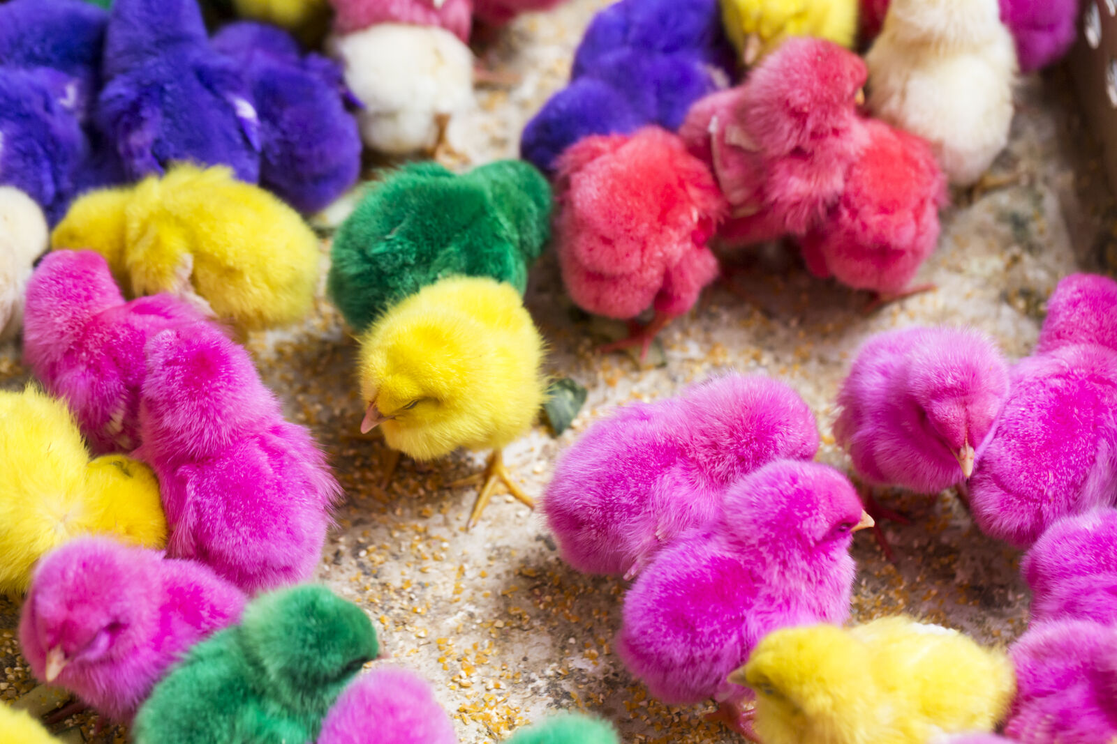 Canon EF 100mm F2.8L Macro IS USM sample photo. Colorful, vibrant, chicks, grazing photography
