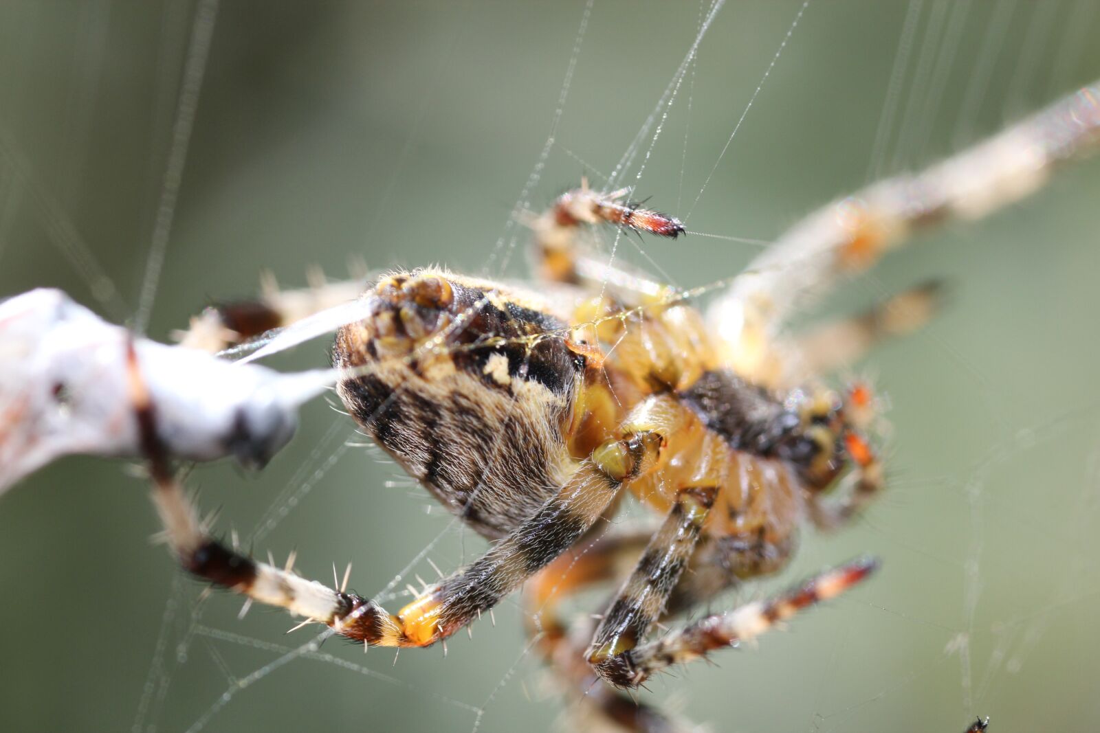 Canon EOS 550D (EOS Rebel T2i / EOS Kiss X4) sample photo. Spider, macro, web photography