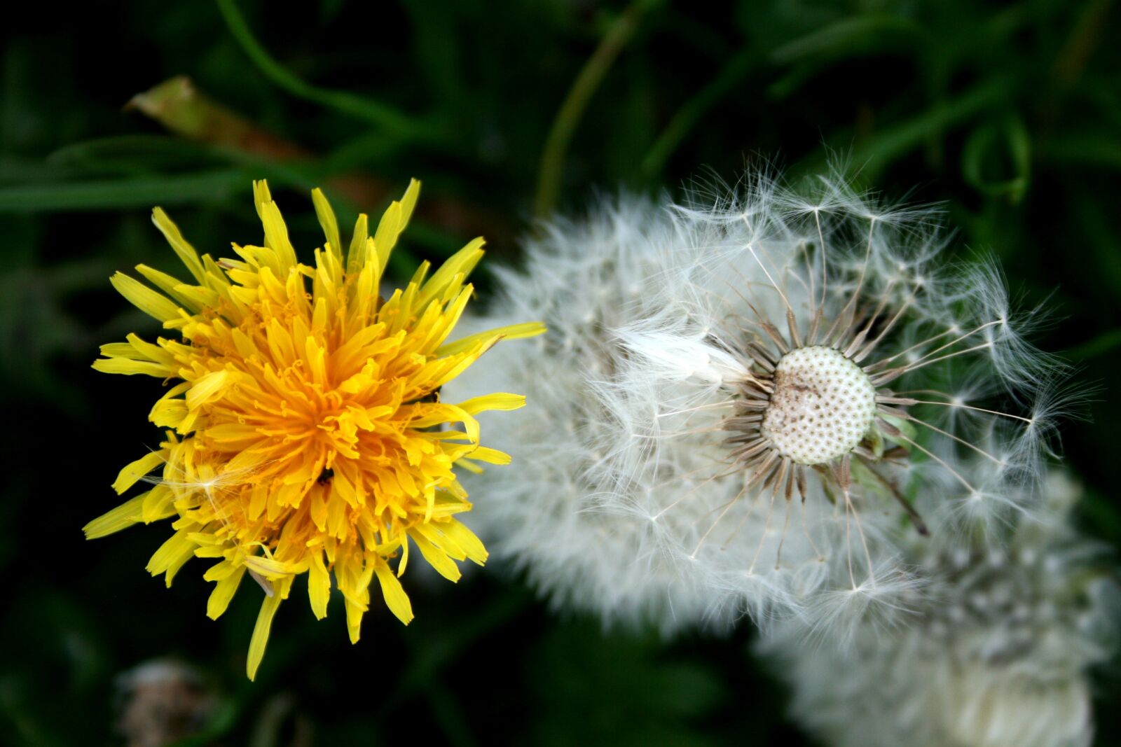 Canon EOS 400D (EOS Digital Rebel XTi / EOS Kiss Digital X) sample photo. Dandelion, buttercup, spring photography