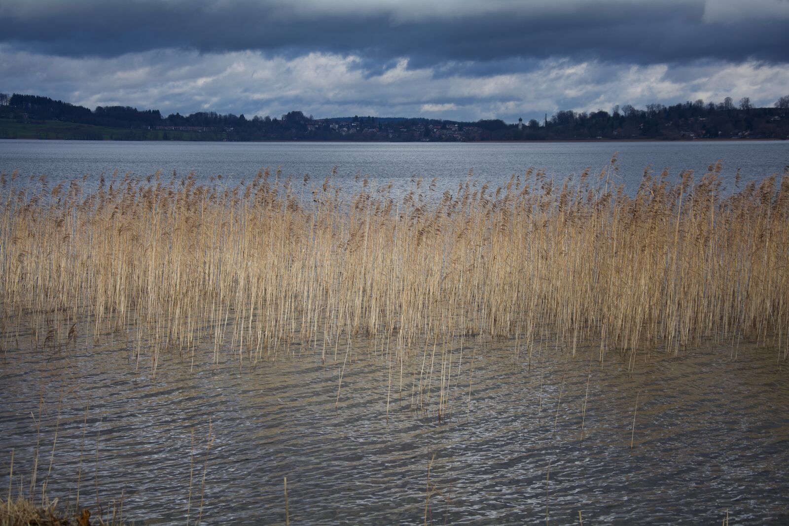 Nikon D5200 sample photo. Lake, reed, water photography
