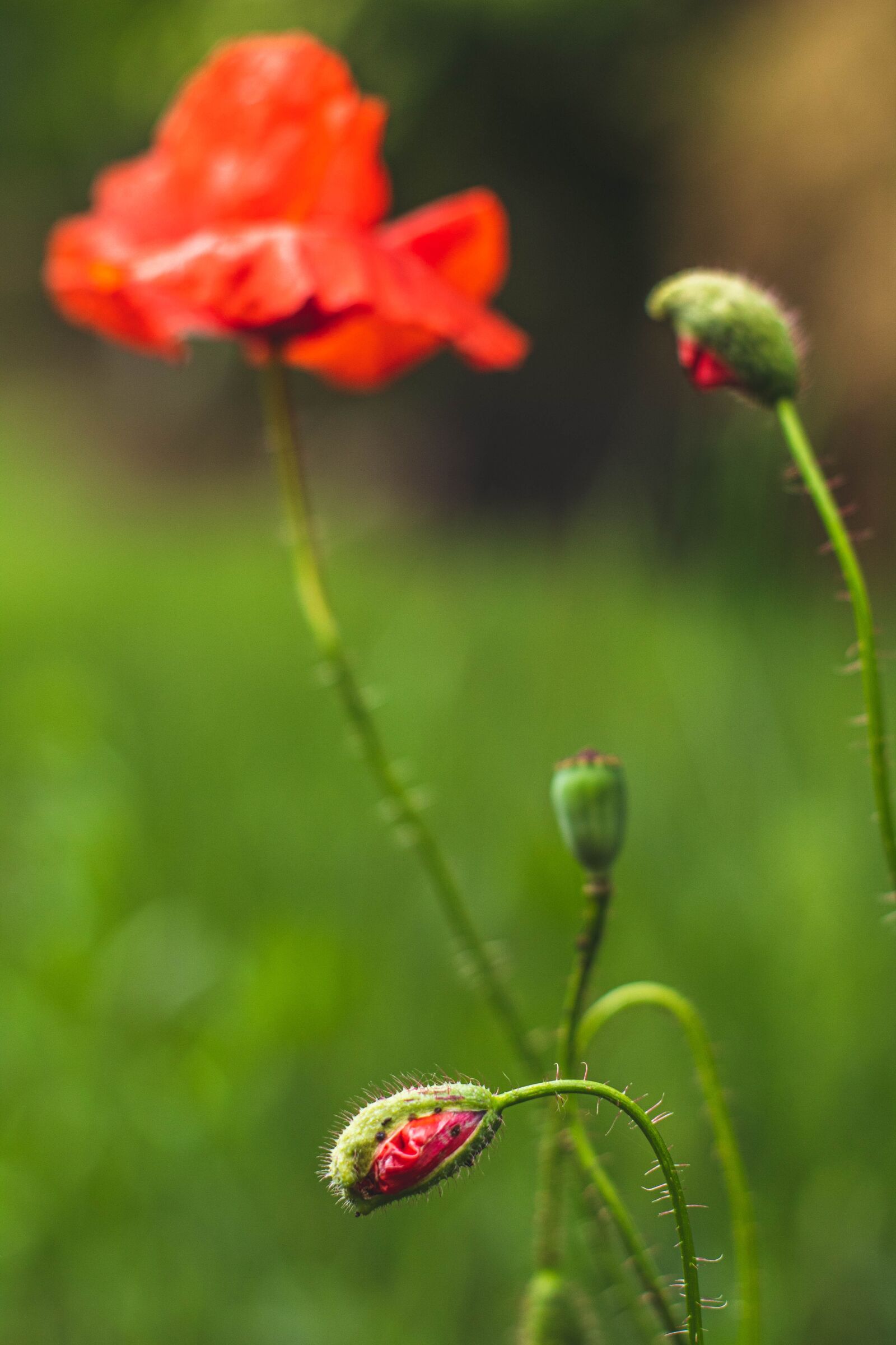 Canon EOS 1300D (EOS Rebel T6 / EOS Kiss X80) sample photo. Poppies, red, green photography