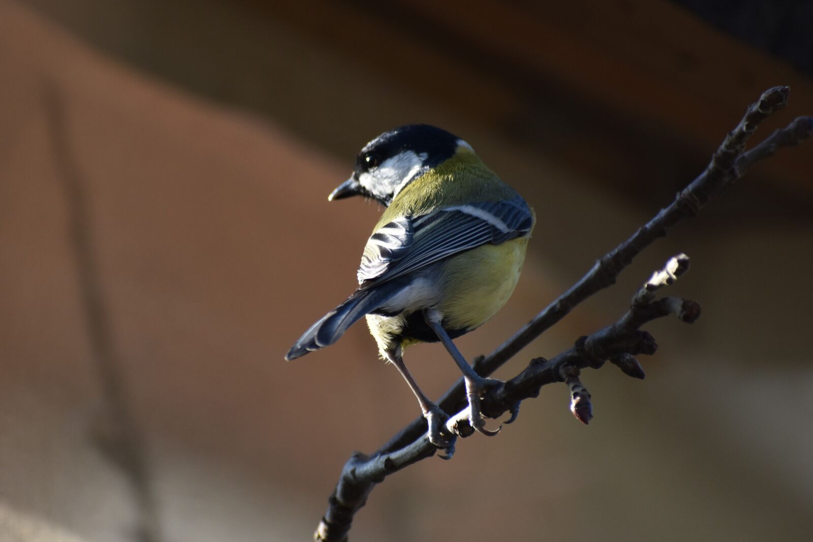 Nikon D3500 sample photo. Tit, bird, nature photography