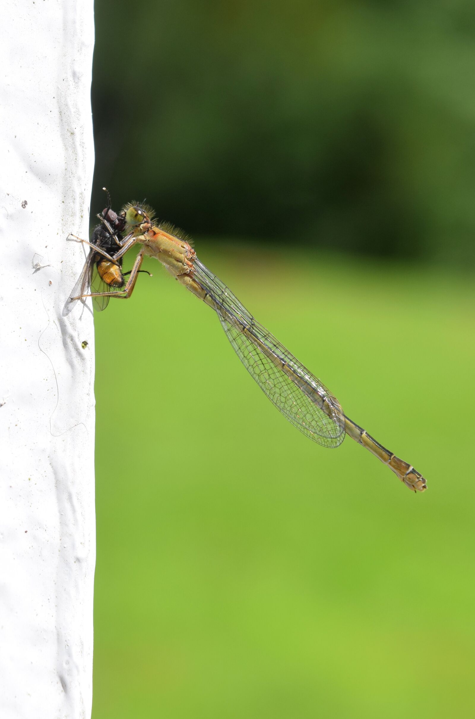 Nikon D3300 sample photo. Nature, fly, insect photography