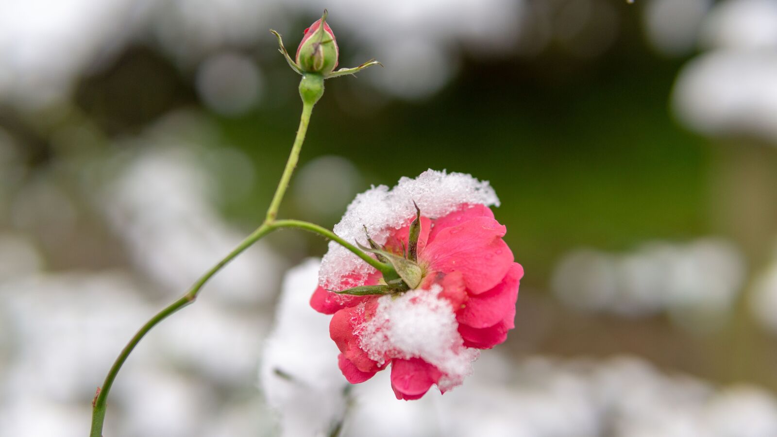 Sony a5100 sample photo. Flower, red flowers, garden photography