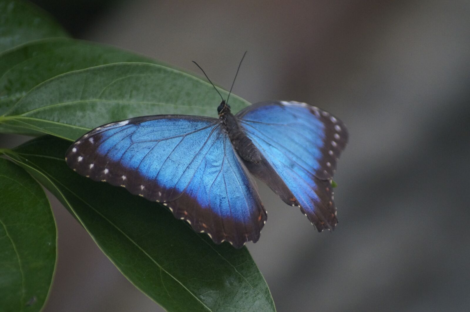 Sony SLT-A37 sample photo. Butterfly, sky butterfly, large photography