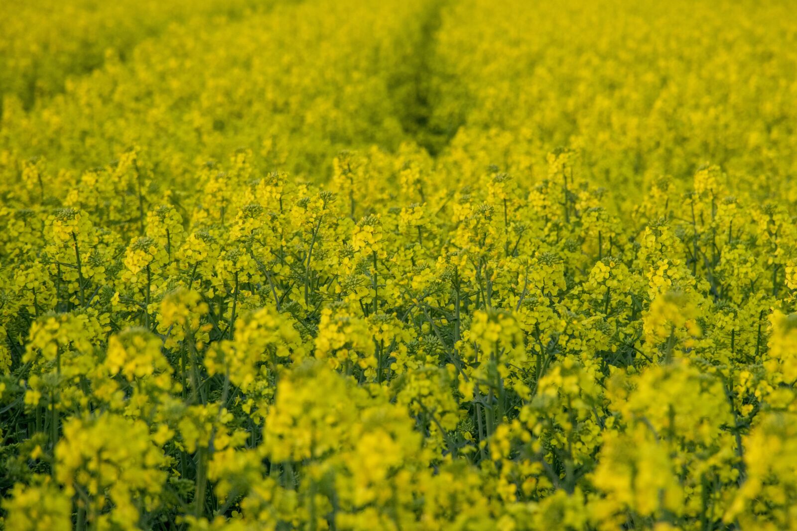 Nikon D5300 sample photo. Rape, flower, nature photography