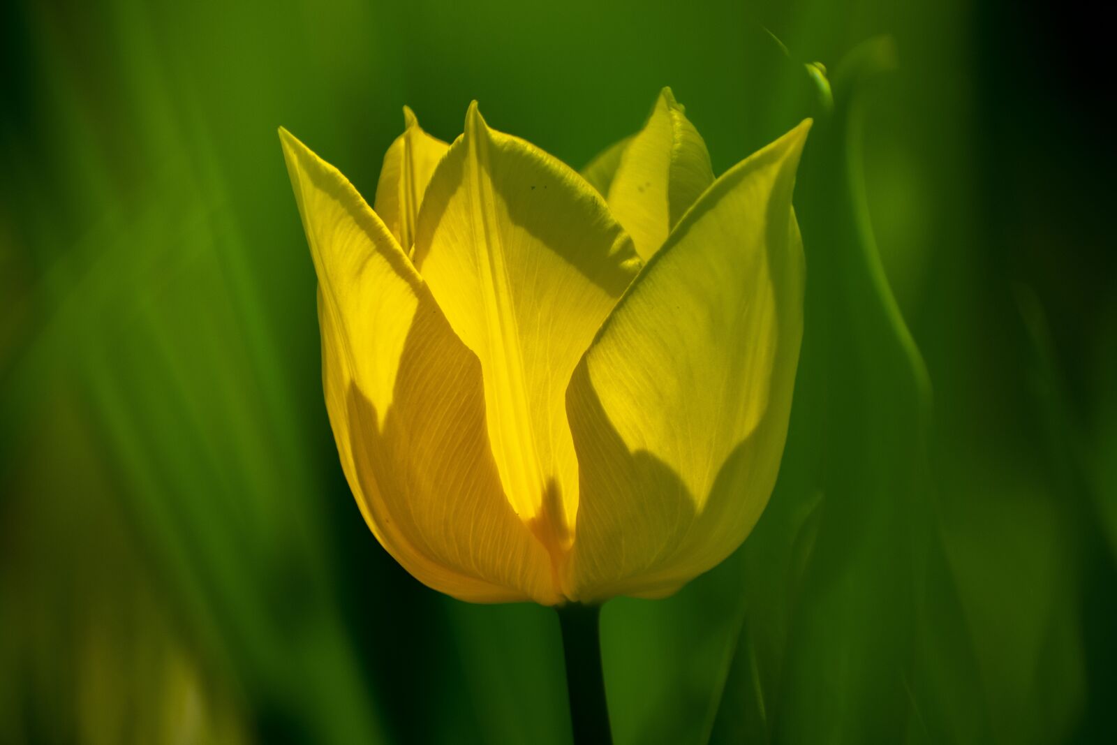 Nikon D3400 sample photo. Tulip, flower, plant photography