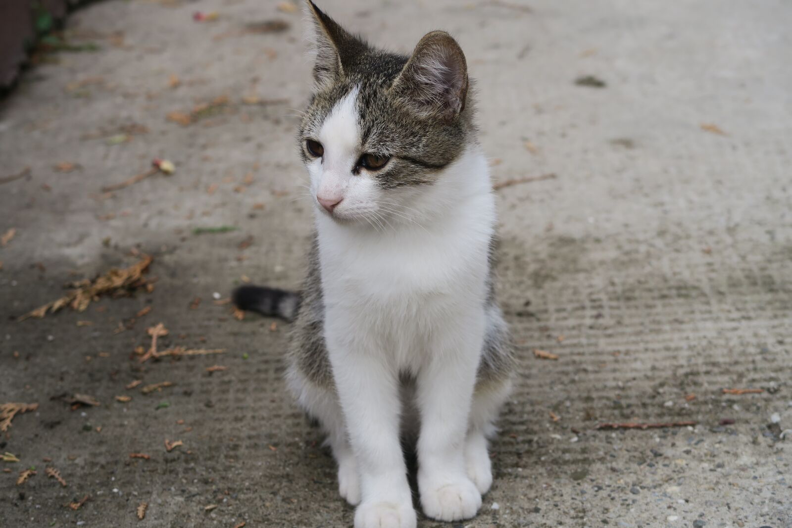 Canon PowerShot G7 X sample photo. Pussy, cat, animal photography