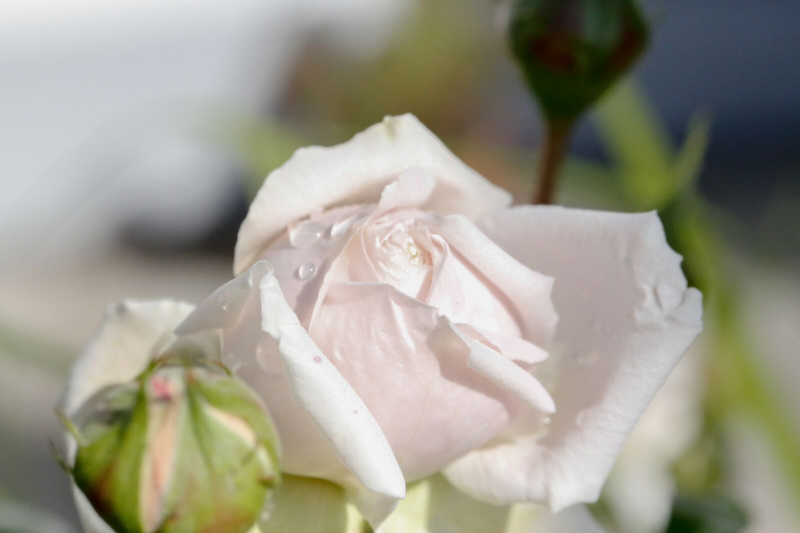 Canon EF 100mm F2.8L Macro IS USM sample photo. Rose, white, nature photography