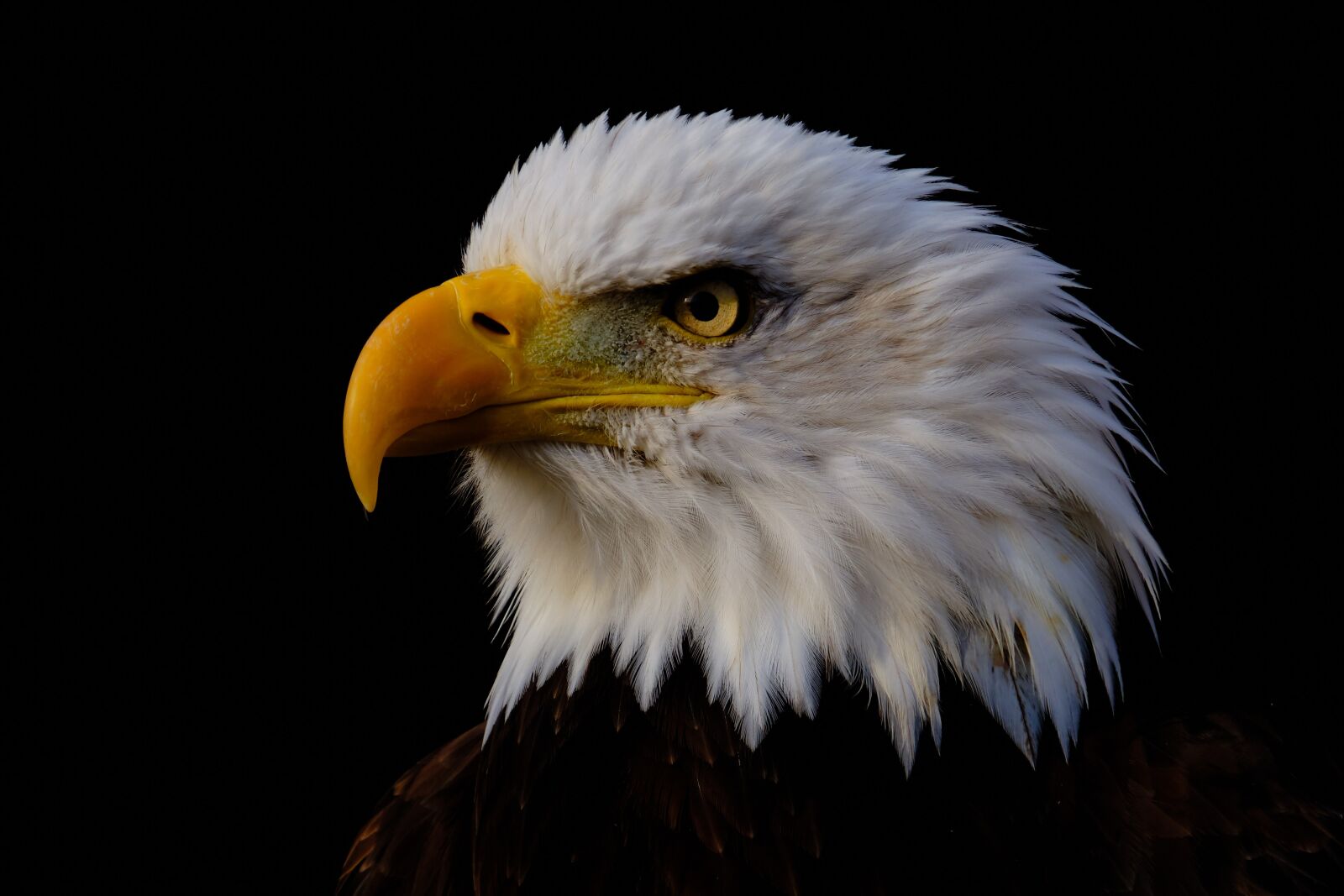 Fujifilm X-H1 sample photo. Eagle, bird, beak photography
