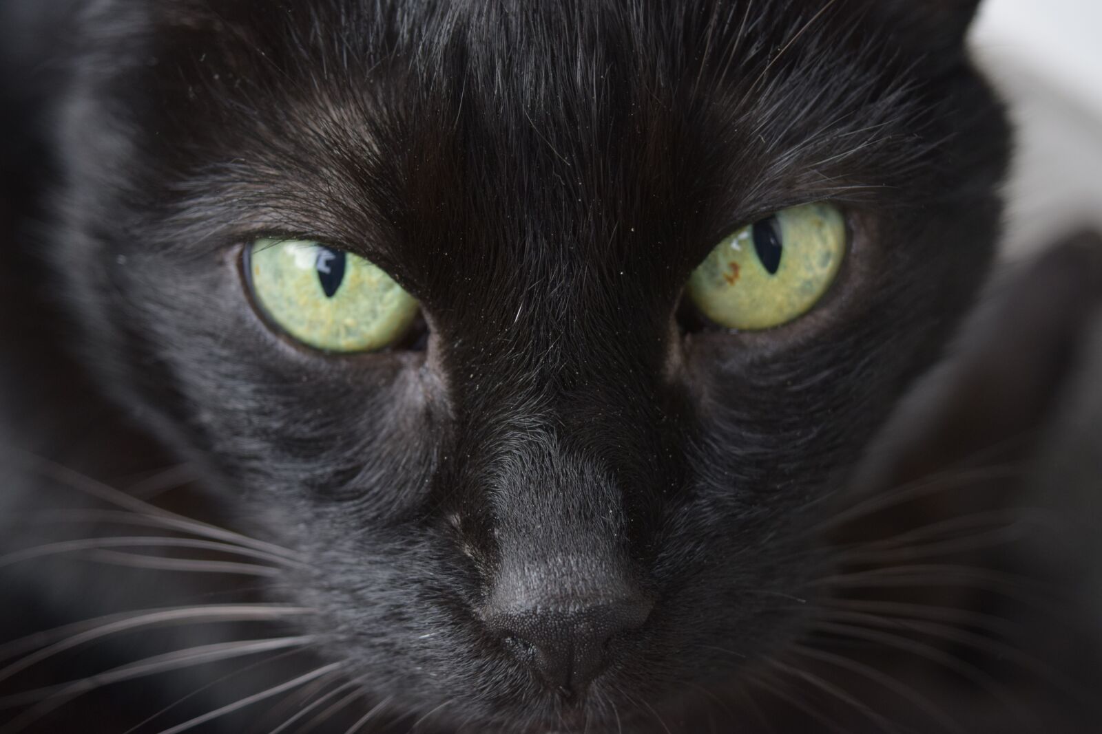 Nikon D5300 sample photo. Cat, eyes, trust photography