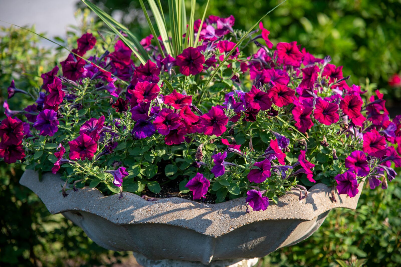 Nikon D850 sample photo. Petunia, purple, purple petunia photography