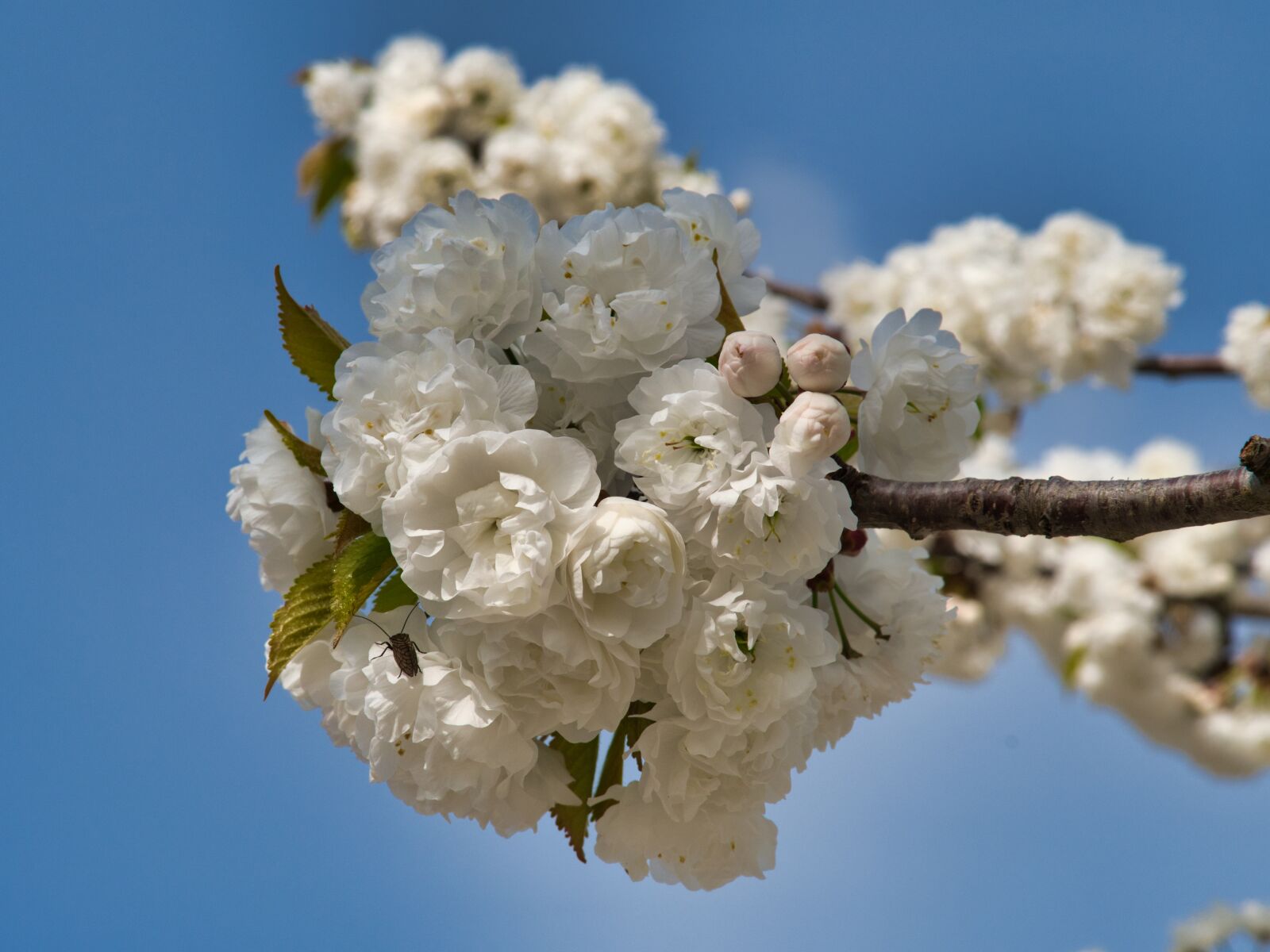 Nikon D7500 sample photo. Cherry blossom, blossom, bloom photography
