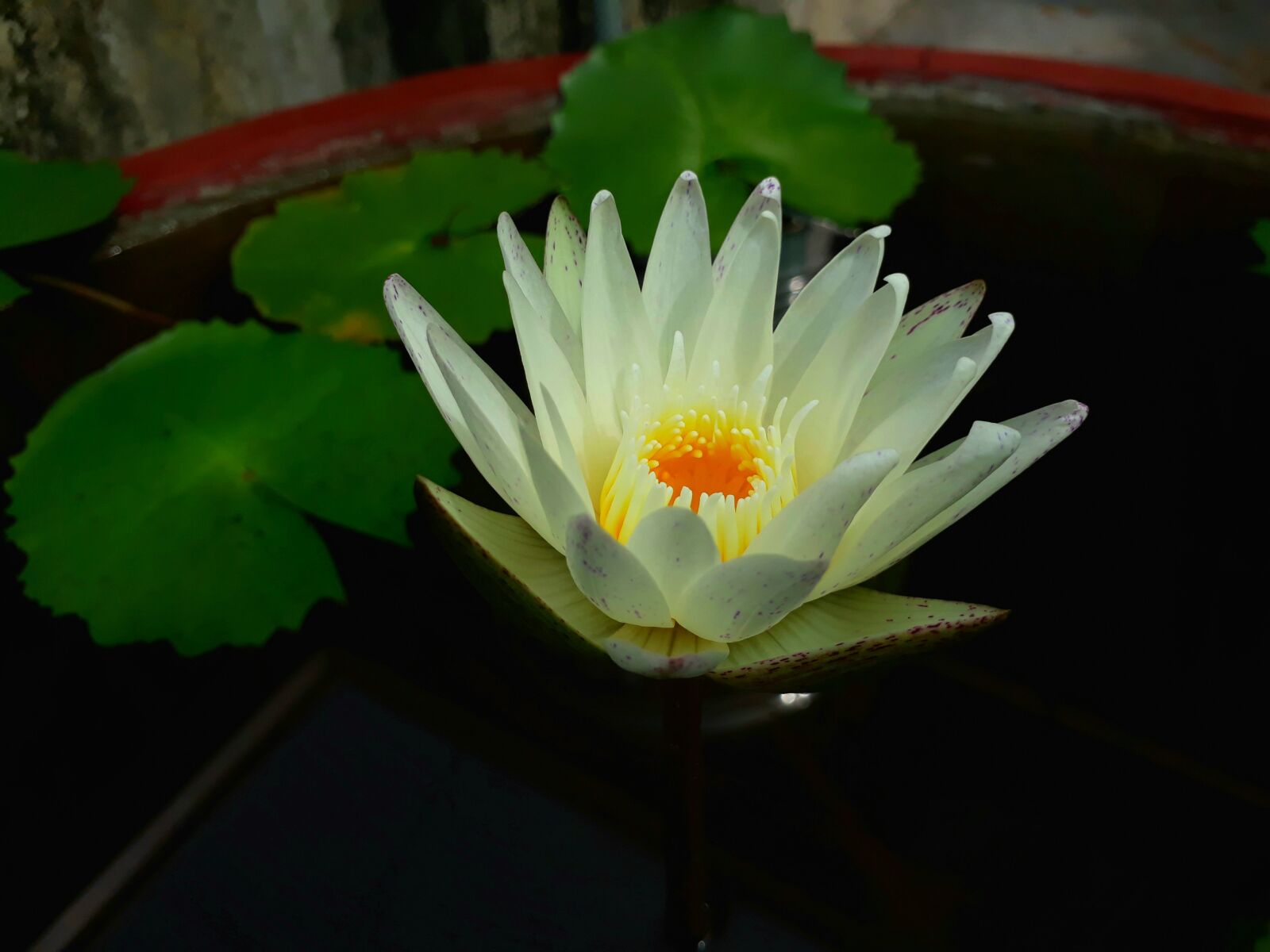 Samsung Galaxy J5 Prime sample photo. Lily, white, bloom photography