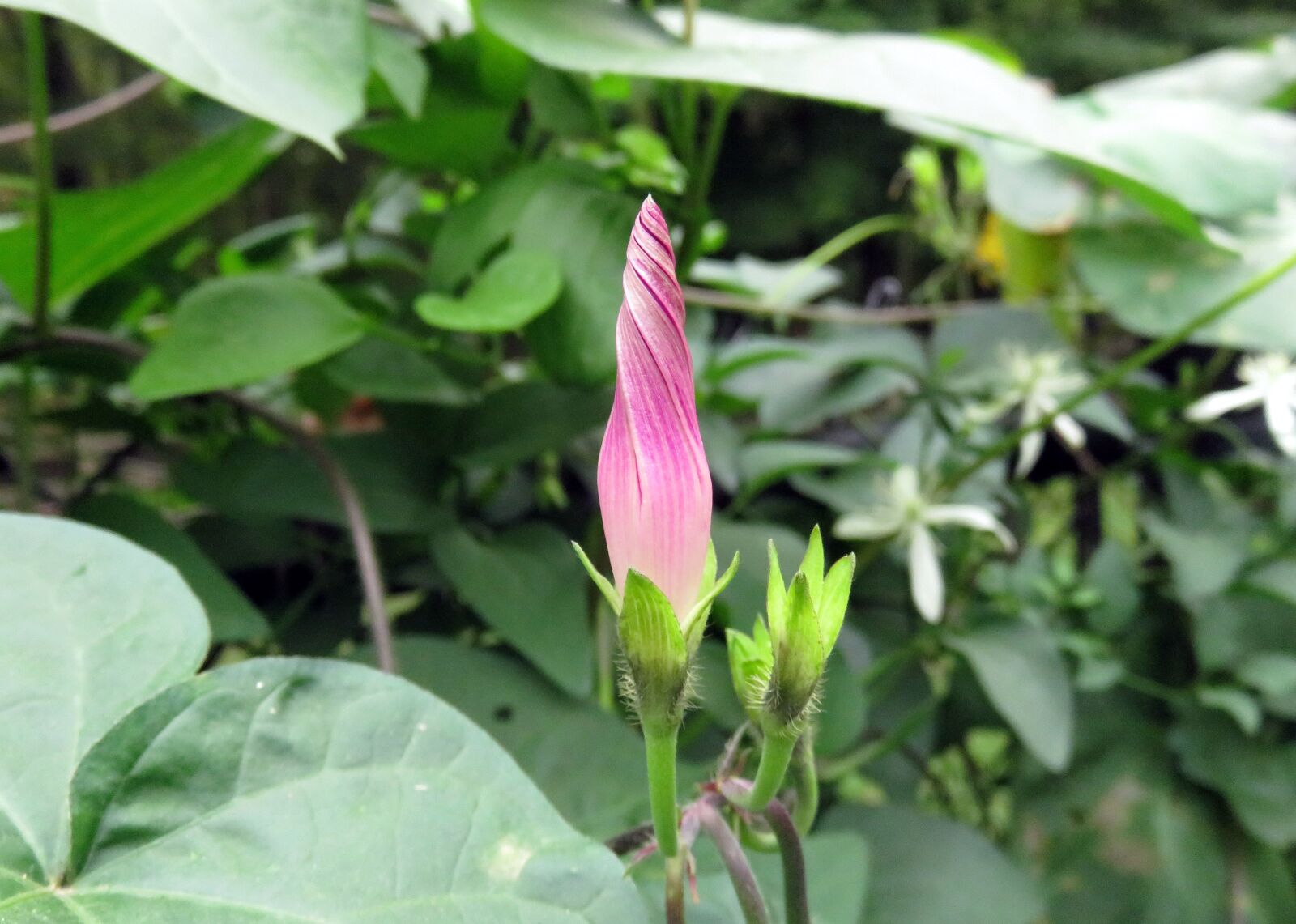 Canon PowerShot SX710 HS sample photo. Closed, flower, bud photography