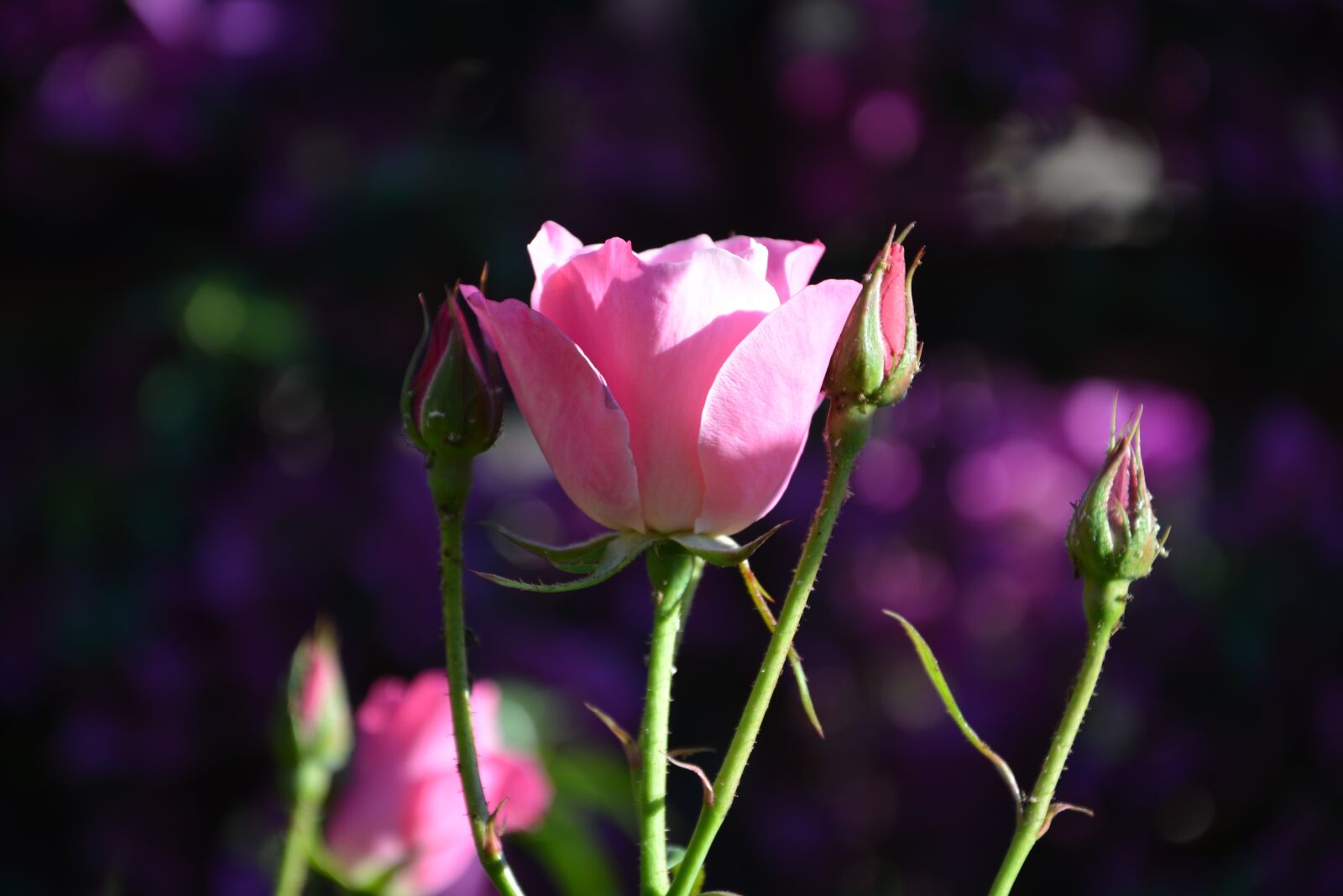 Nikon D5200 sample photo. Iceberg, pink roses, buds photography