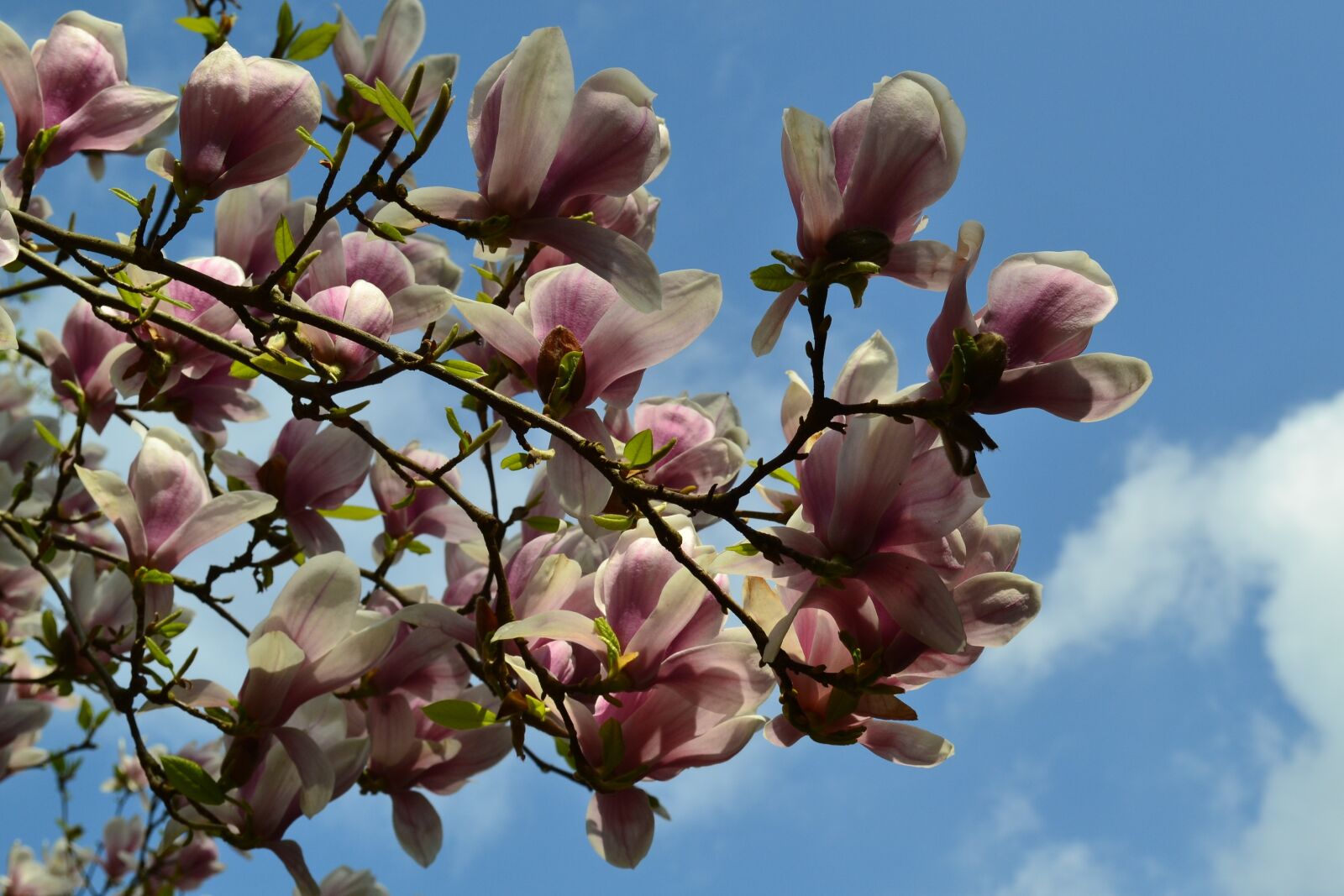 Nikon D3100 sample photo. Flowers, sky, spring photography