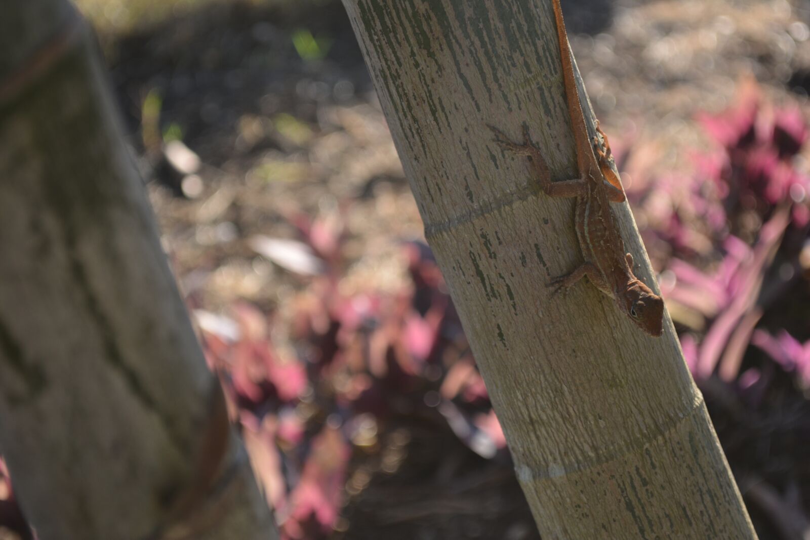 Nikon D5200 sample photo. Nature, lizard, animal photography
