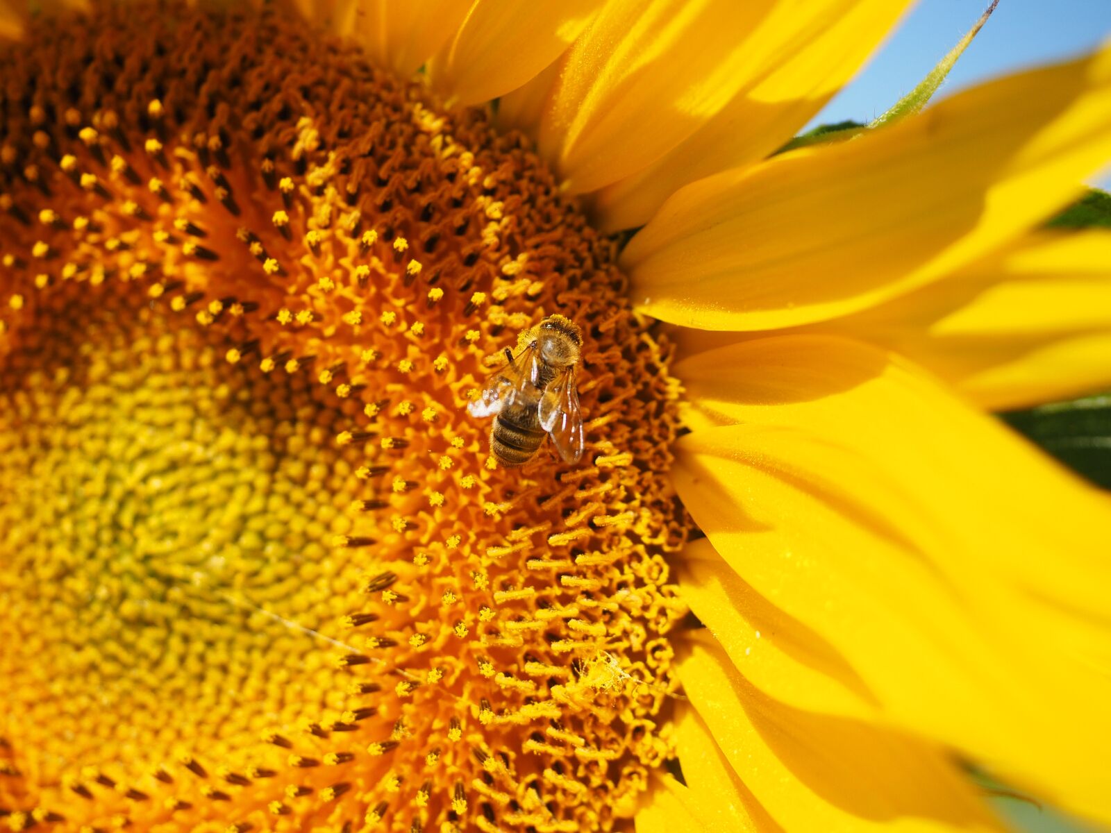Olympus OM-D E-M1 + Olympus M.Zuiko Digital ED 12-40mm F2.8 Pro sample photo. Bee, pollen, collect photography