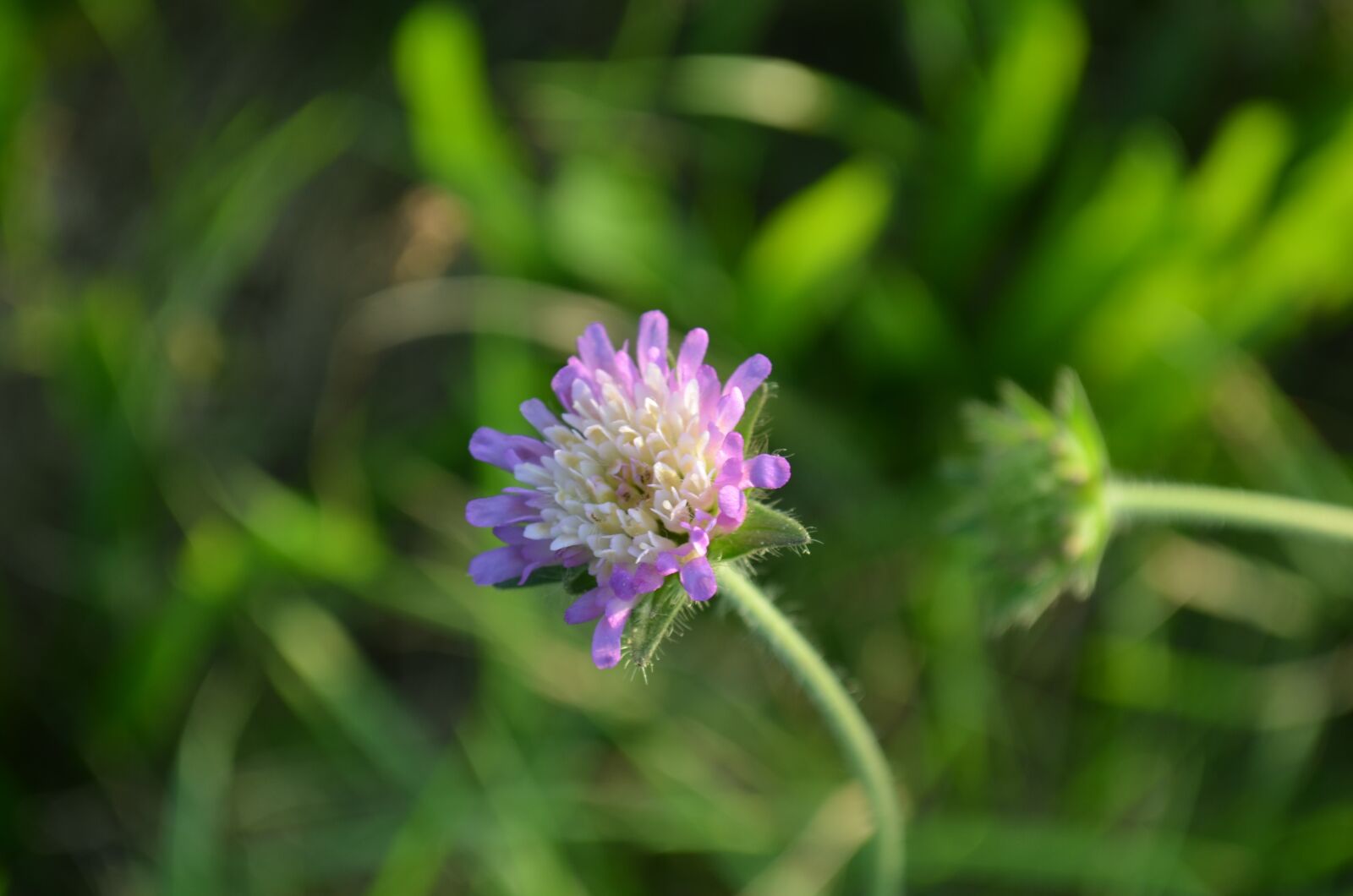 Nikon D5100 sample photo. Meadow, flower, pointed flower photography