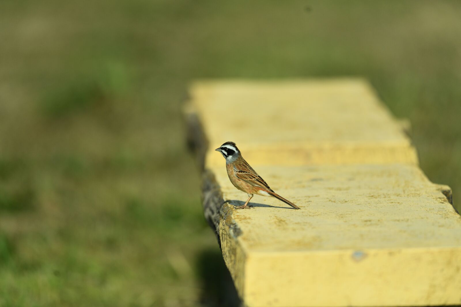 Nikon D850 sample photo. Small bird, bench, park photography