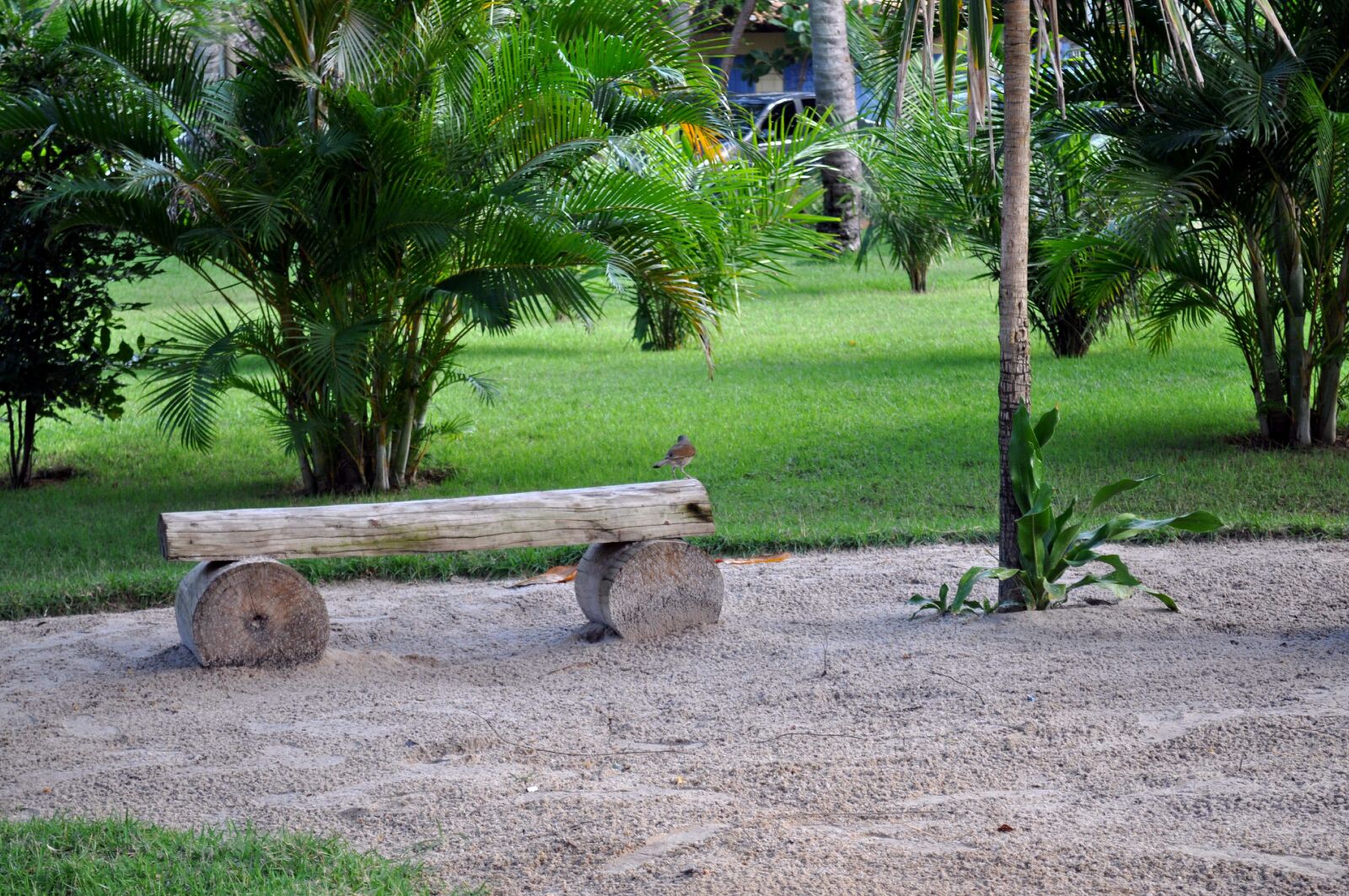 Nikon D5000 sample photo. Wooden, bench, logs, park photography