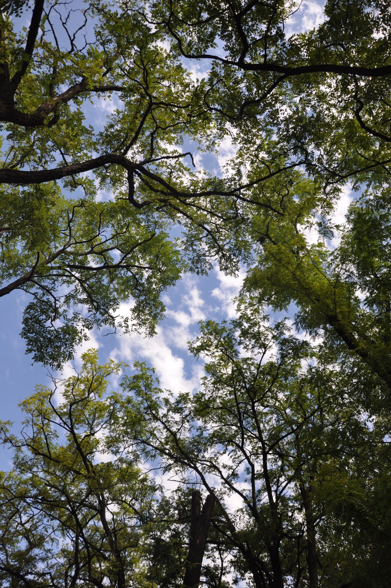 Nikon D90 sample photo. Ppt backgrounds, big trees photography