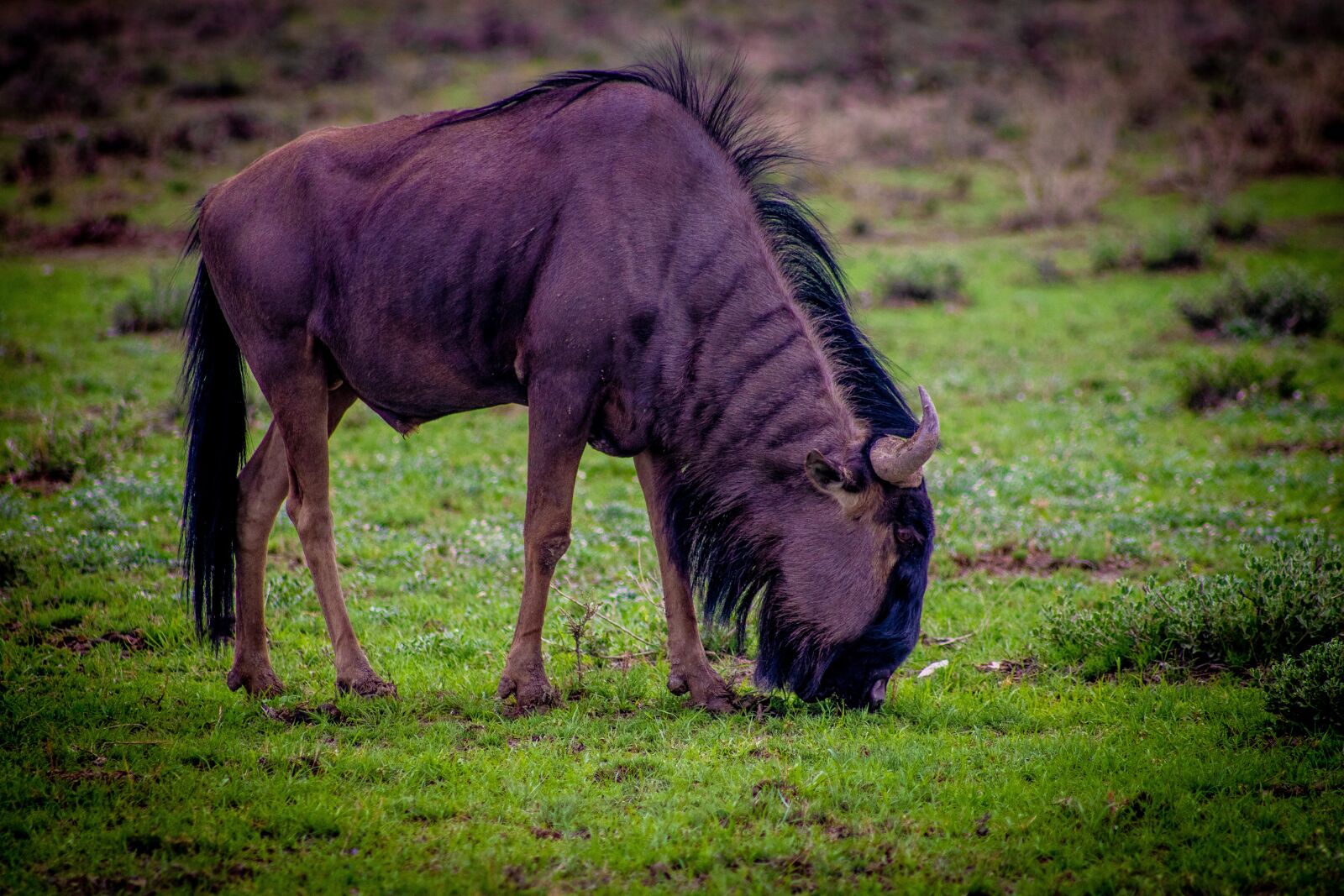 Canon EOS 200D (EOS Rebel SL2 / EOS Kiss X9) sample photo. Blue wildebeest, beast, big photography