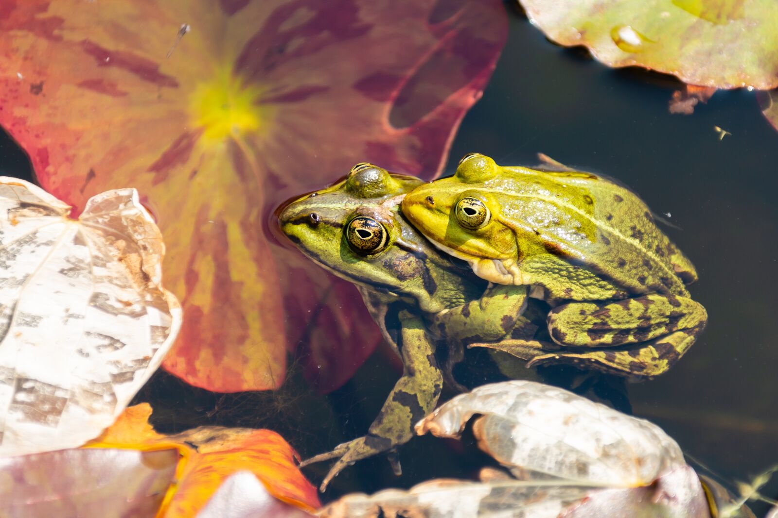 Canon EOS 70D sample photo. Frog, frogs, pond photography