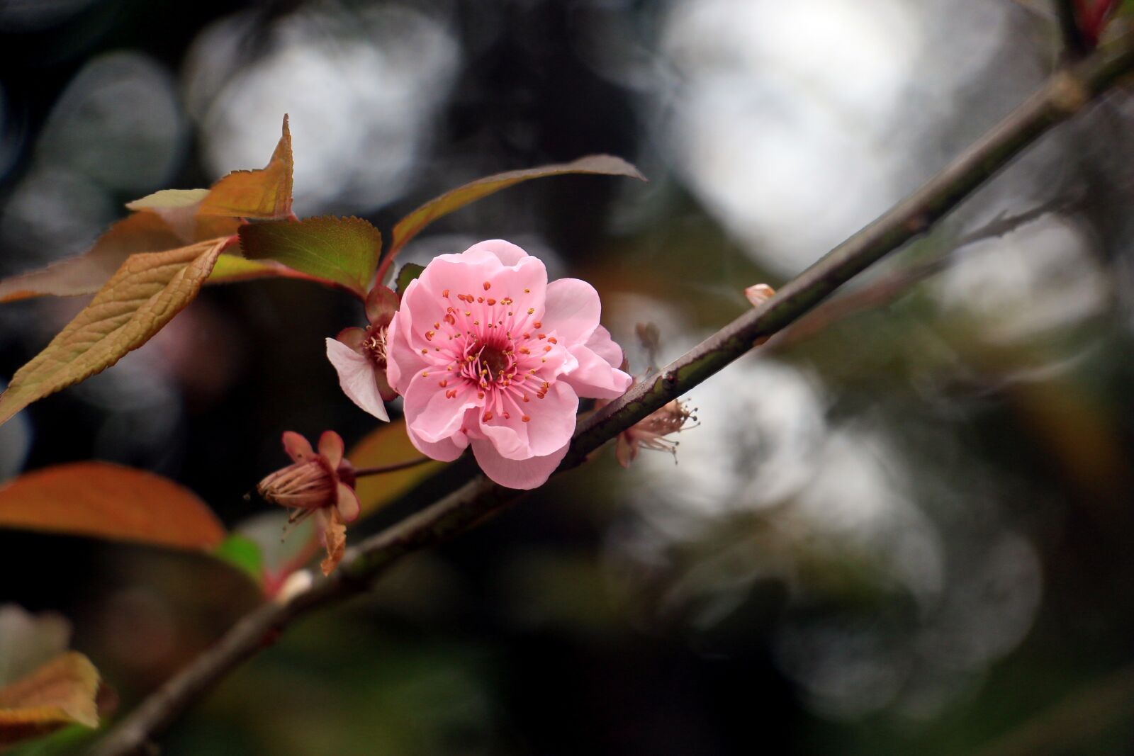 Canon EOS 70D sample photo. Flower, pink, plant photography