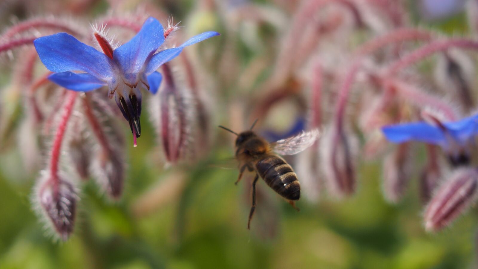 Olympus PEN E-PL6 sample photo. Flower, bee, forage photography