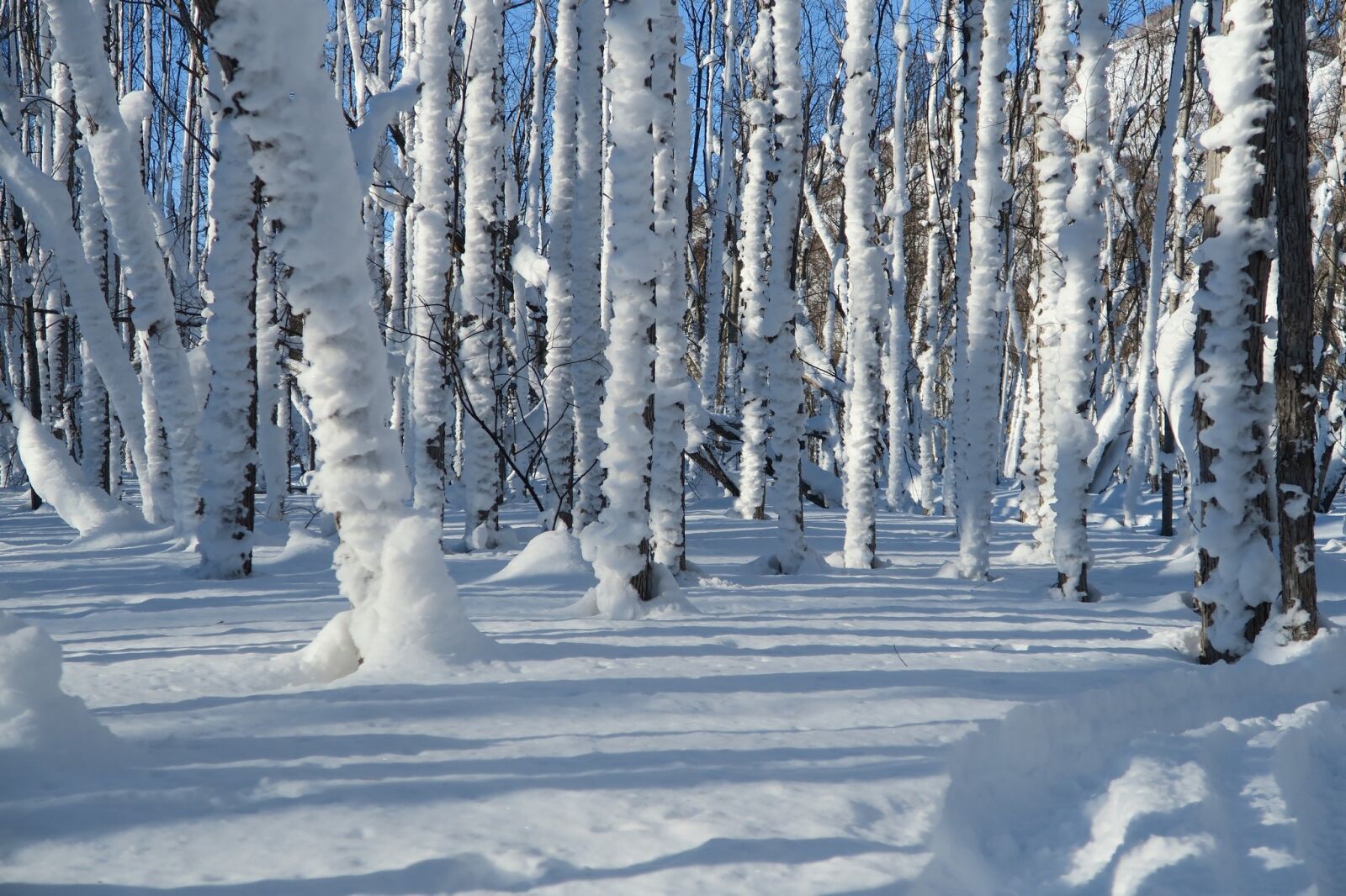 Canon PowerShot G7 X sample photo. Winter, snow, frost photography
