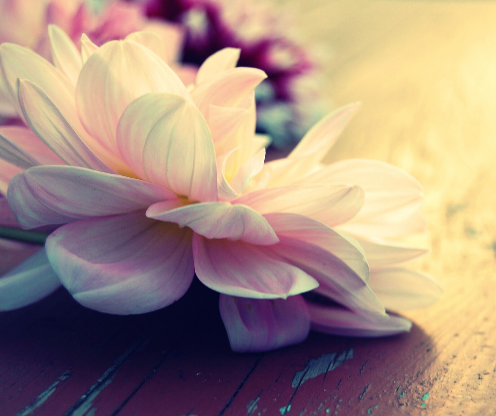 Nikon D40 sample photo. Dahlia, light, blossom photography