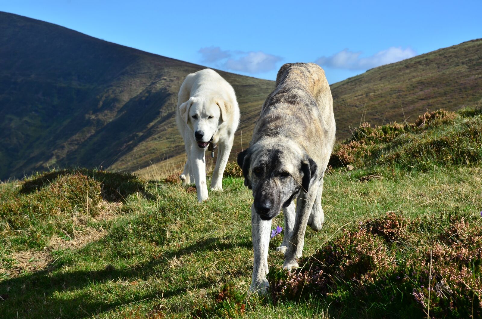 Nikon D7000 sample photo. Dogs, animals, husky photography