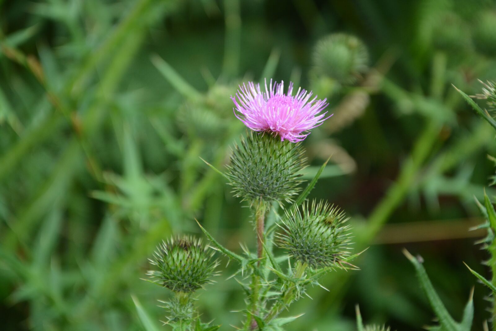 Nikon D5200 sample photo. Thistle flower, pink purple photography