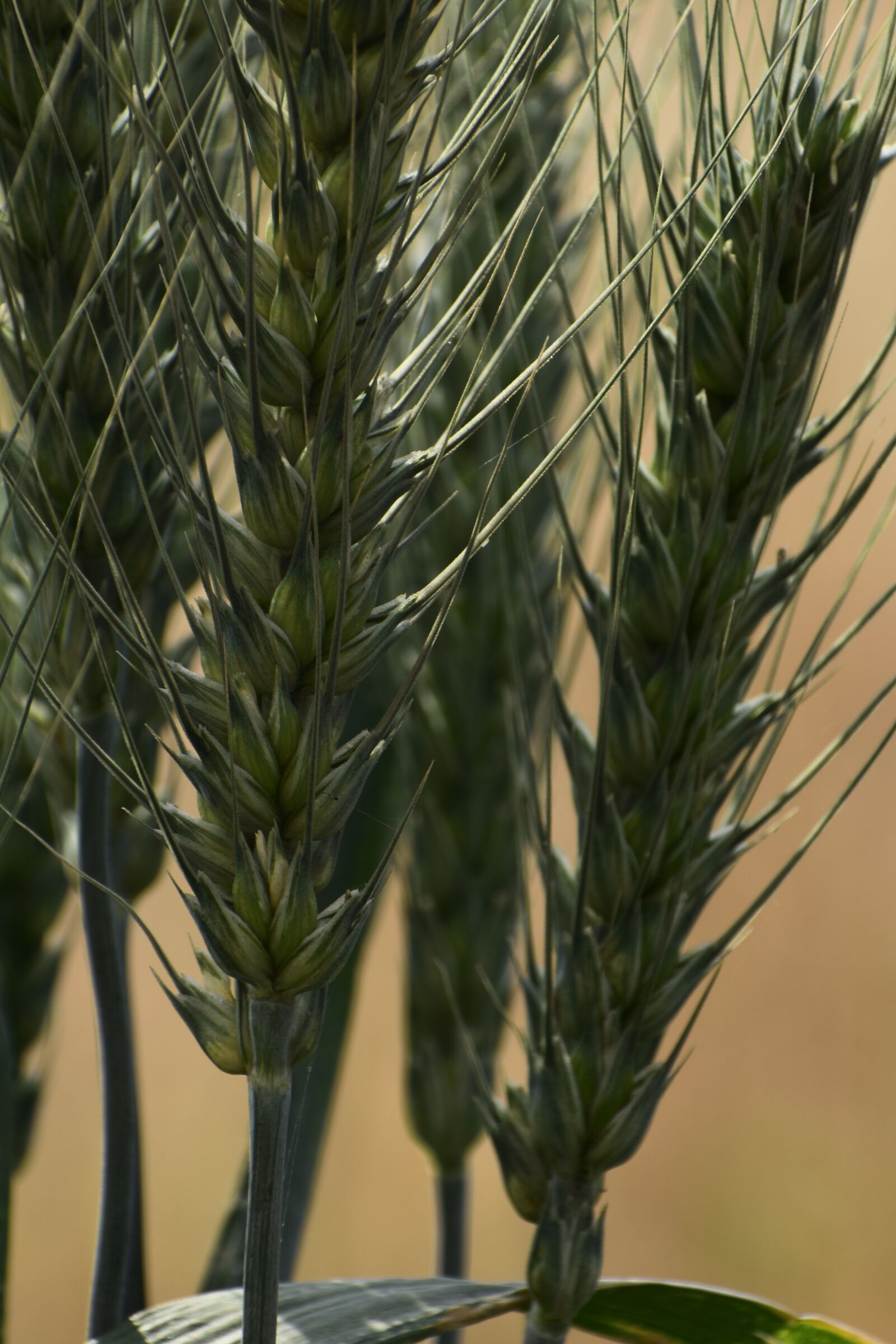 Nikon D3400 sample photo. Grain, wheat, seed photography