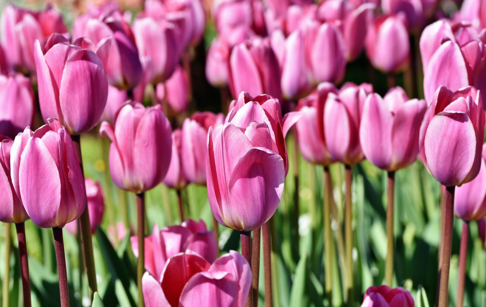 Nikon D7200 sample photo. Tulip, tulip field, blossomed photography