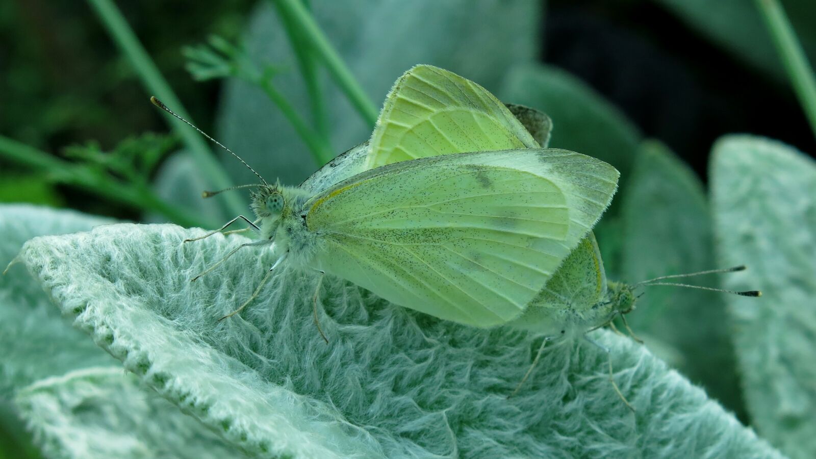 Canon PowerShot G15 sample photo. Butterfly, small cabbage white photography