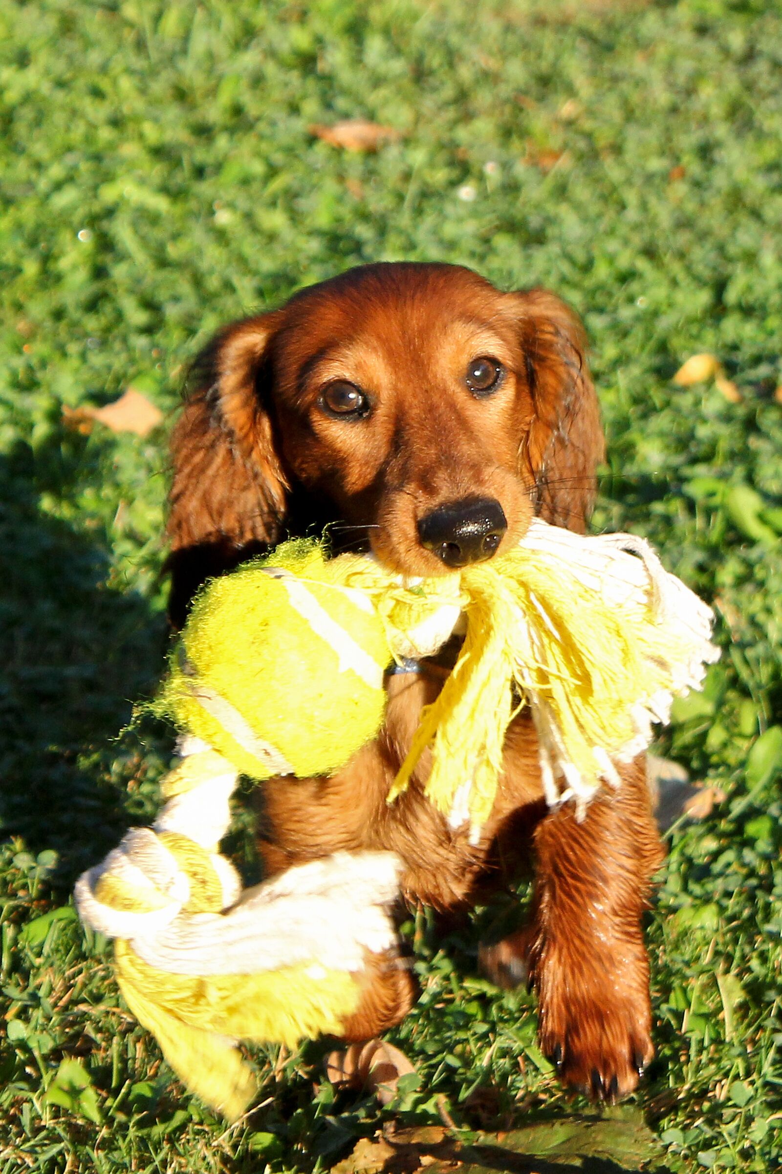 Canon EOS 60D sample photo. Dachshund, dachshund dog, dog photography