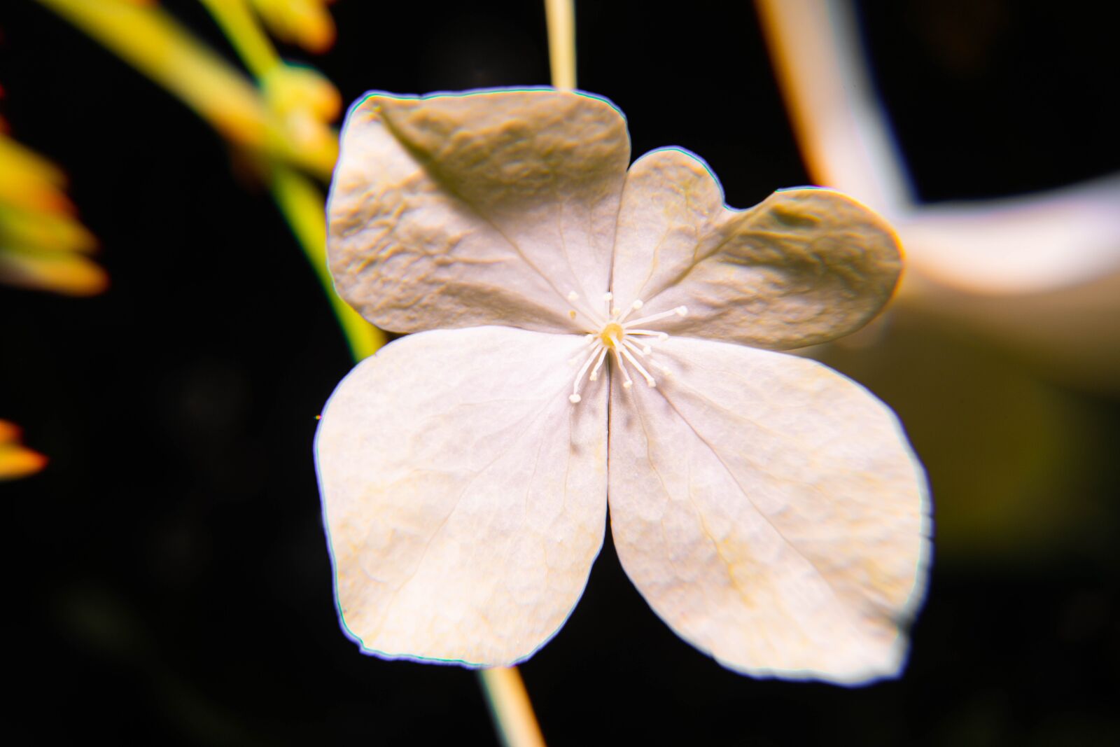 Nikon D850 sample photo. Spring, pollen, yellow photography