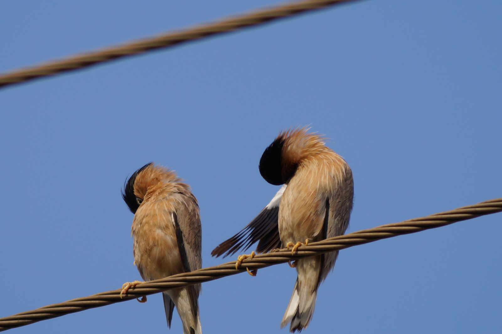 Sony SLT-A58 + Sony DT 55-200mm F4-5.6 SAM sample photo. Birds, acting, etching photography