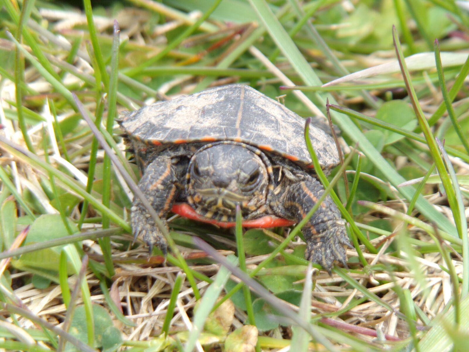 JK KODAK PIXPRO AZ421 sample photo. Turtle, baby turtle, painted photography