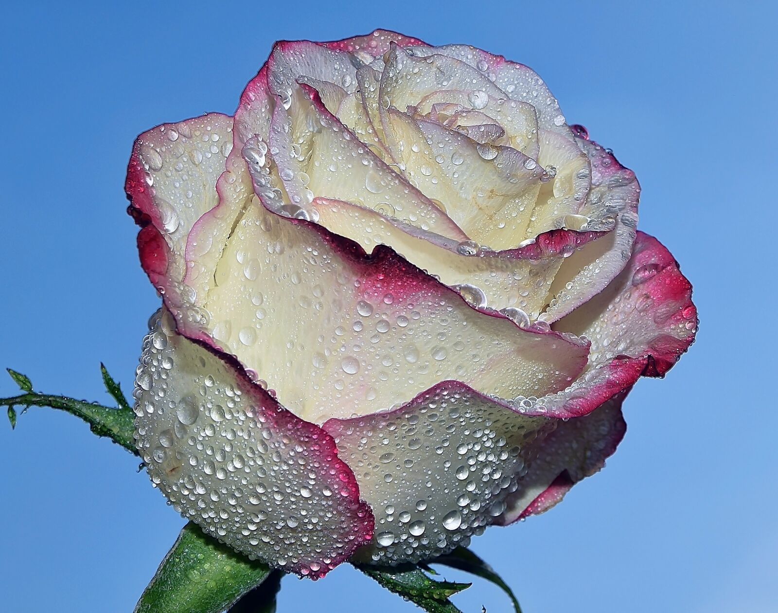 Nikon D5300 sample photo. Flowers, garden, nature photography