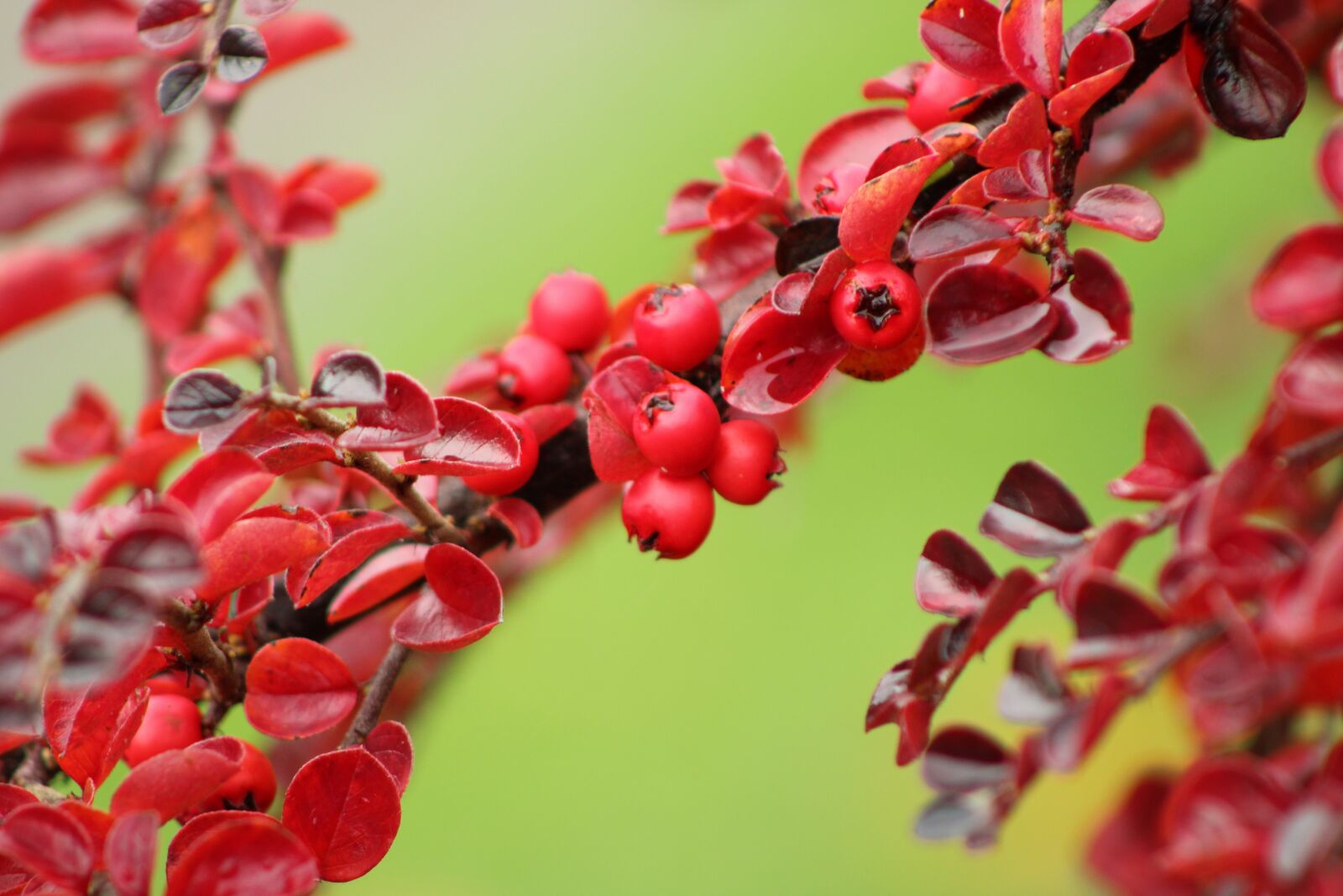 Canon EOS 2000D (EOS Rebel T7 / EOS Kiss X90 / EOS 1500D) sample photo. Cotoneaster, berries, red photography